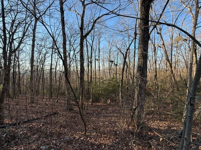 7.0 ac Laurel Drive, Marble NC 28905 - Photo