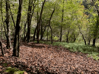 LT 2486 Novena Court, Ellijay GA 30540 - Photo