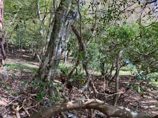 LT 2486 Novena Court, Ellijay GA 30540 - Photo
