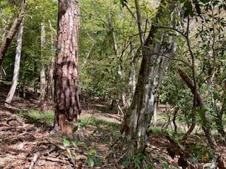 LT 2486 Novena Court, Ellijay GA 30540 - Photo