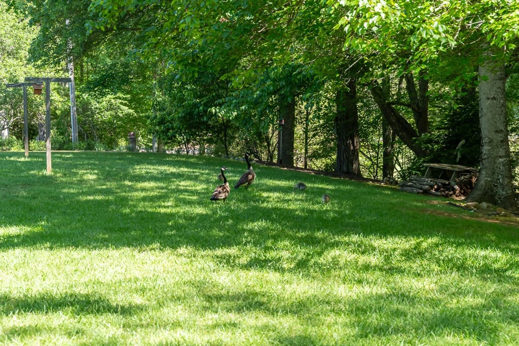 724 Fish Cove Road, Blairsville GA 30512 - Photo