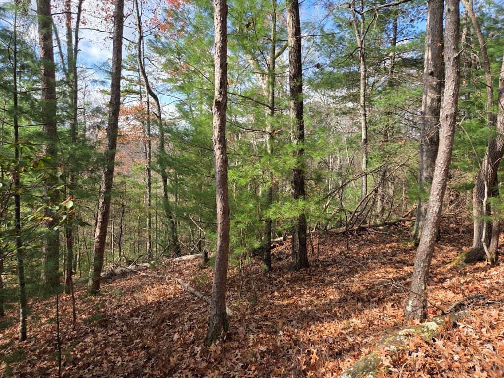 Lot 10 Wildcat Creek, Suches GA 30572 - Photo