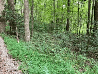 Lot 52 Llama Lane, Ellijay GA 30540 - Photo