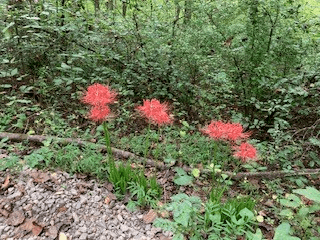 Lot 52 Llama Lane, Ellijay GA 30540 - Photo