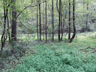 Lot 52 Llama Lane, Ellijay GA 30540 - Photo
