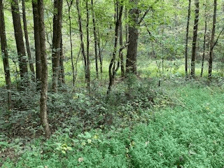 Lot 52 Llama Lane, Ellijay GA 30540 - Photo