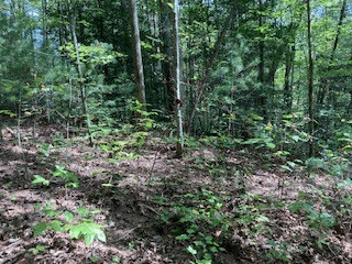 Lot 52 Llama Lane, Ellijay GA 30540 - Photo