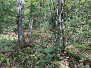 Lot 52 Llama Lane, Ellijay GA 30540 - Photo