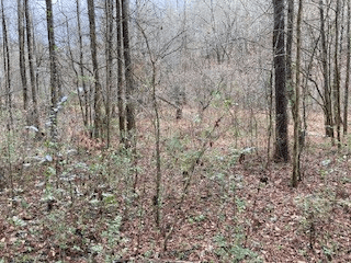 Lot 52 Llama Lane, Ellijay GA 30540 - Photo