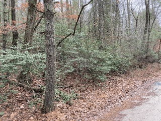 Lot 52 Llama Lane, Ellijay GA 30540 - Photo