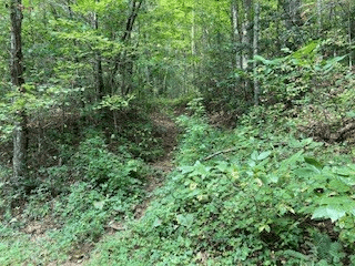 Lot 52 Llama Lane, Ellijay GA 30540 - Photo