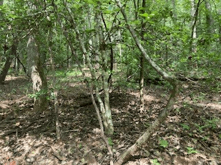 Lot 52 Llama Lane, Ellijay GA 30540 - Photo