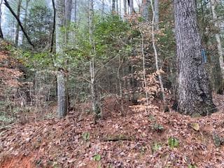 53 Llama Lane, Ellijay GA 30540 - Photo