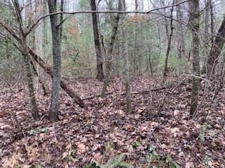 53 Llama Lane, Ellijay GA 30540 - Primary photo