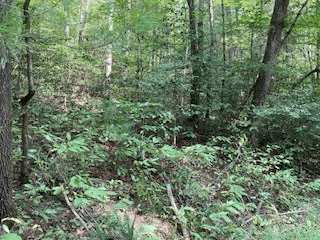 53 Llama Lane, Ellijay GA 30540 - Photo