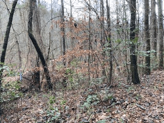 53 Llama Lane, Ellijay GA 30540 - Photo