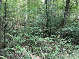 53 Llama Lane, Ellijay GA 30540 - Photo