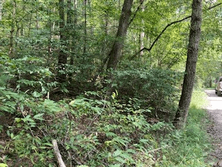 53 Llama Lane, Ellijay GA 30540 - Photo