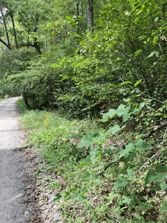 53 Llama Lane, Ellijay GA 30540 - Photo