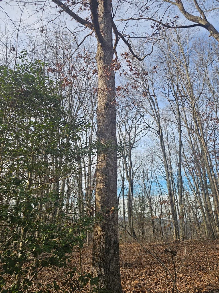029003.0 Smith Mountain, Dunlap TN 37327 - Photo
