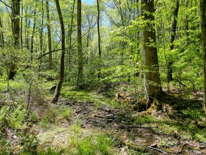 175 Broadtree Branch Drive, Hayesville NC 28904 - Photo