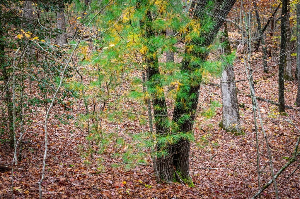 1580 Galloway Road, Blue Ridge GA 30513 - Photo