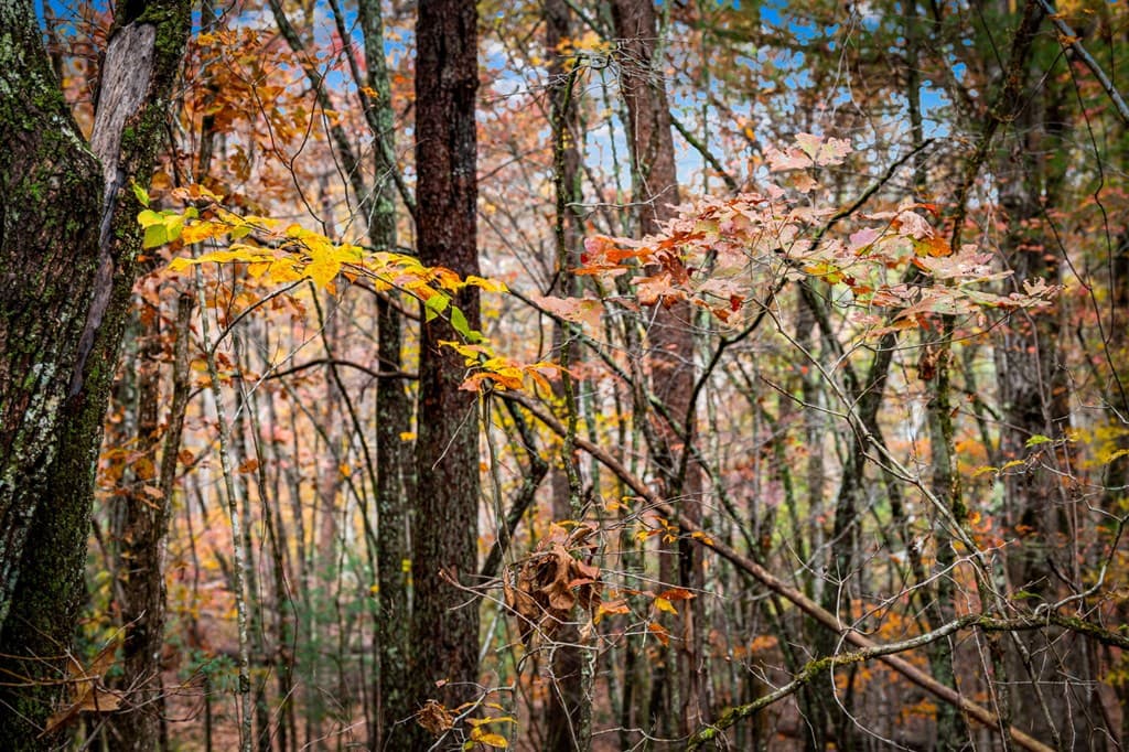 1580 Galloway Road, Blue Ridge GA 30513 - Photo