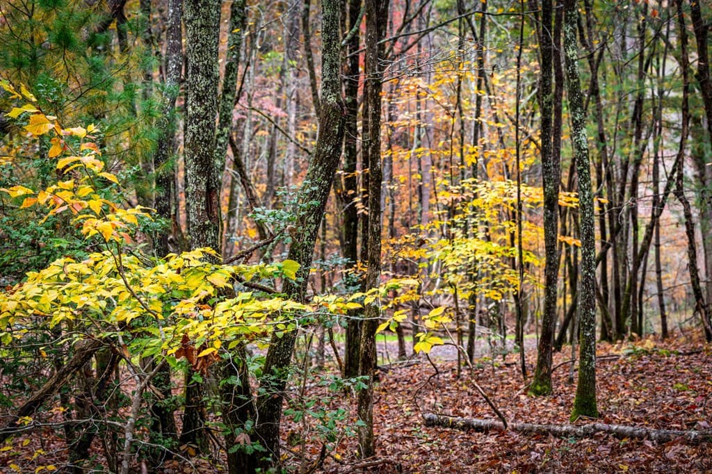 1580 Galloway Road, Blue Ridge GA 30513 - Photo