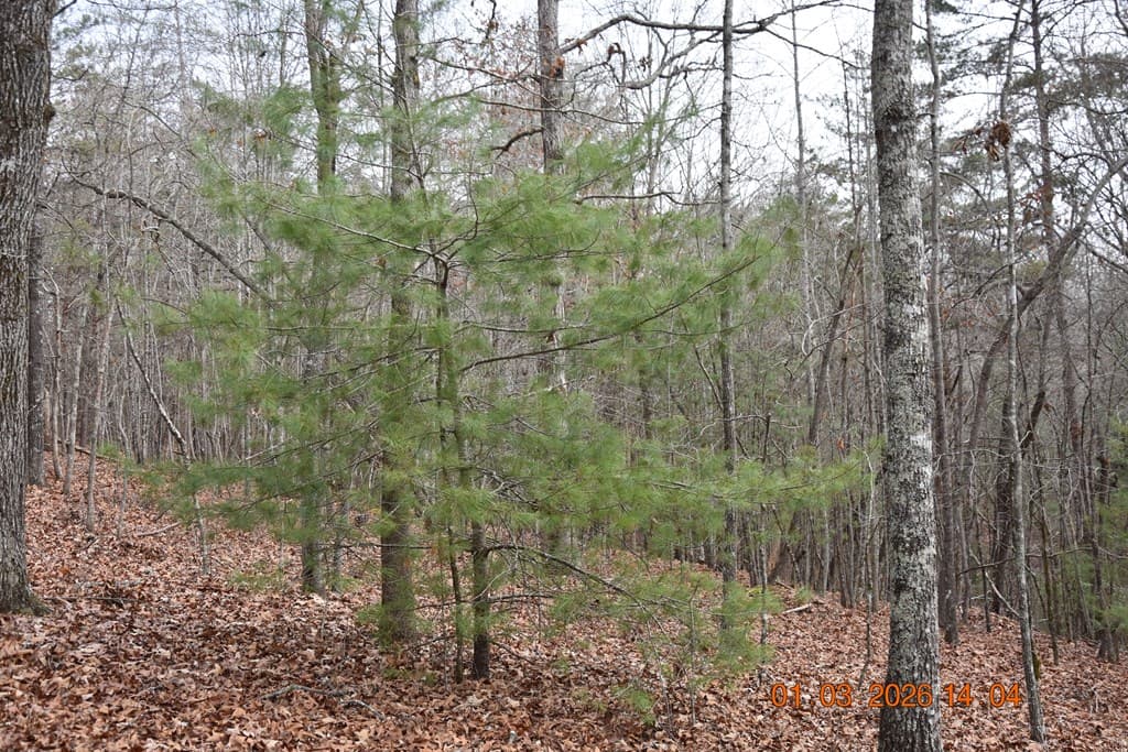 167 Swaims Road, Hayesville NC 28904 - Photo