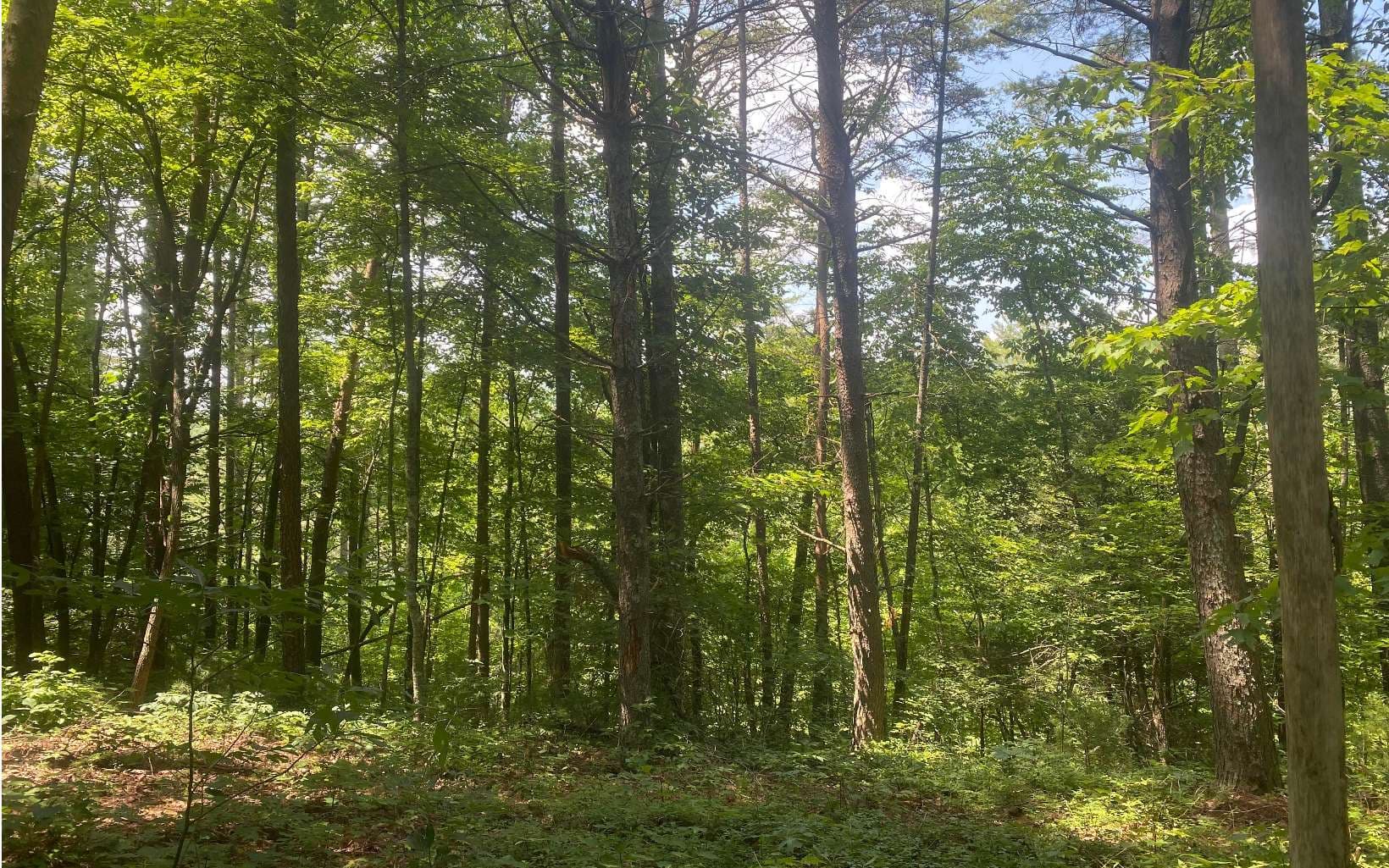 17.98 Ac Murphy Hwy, Mineral Bluff GA 30559 - Photo