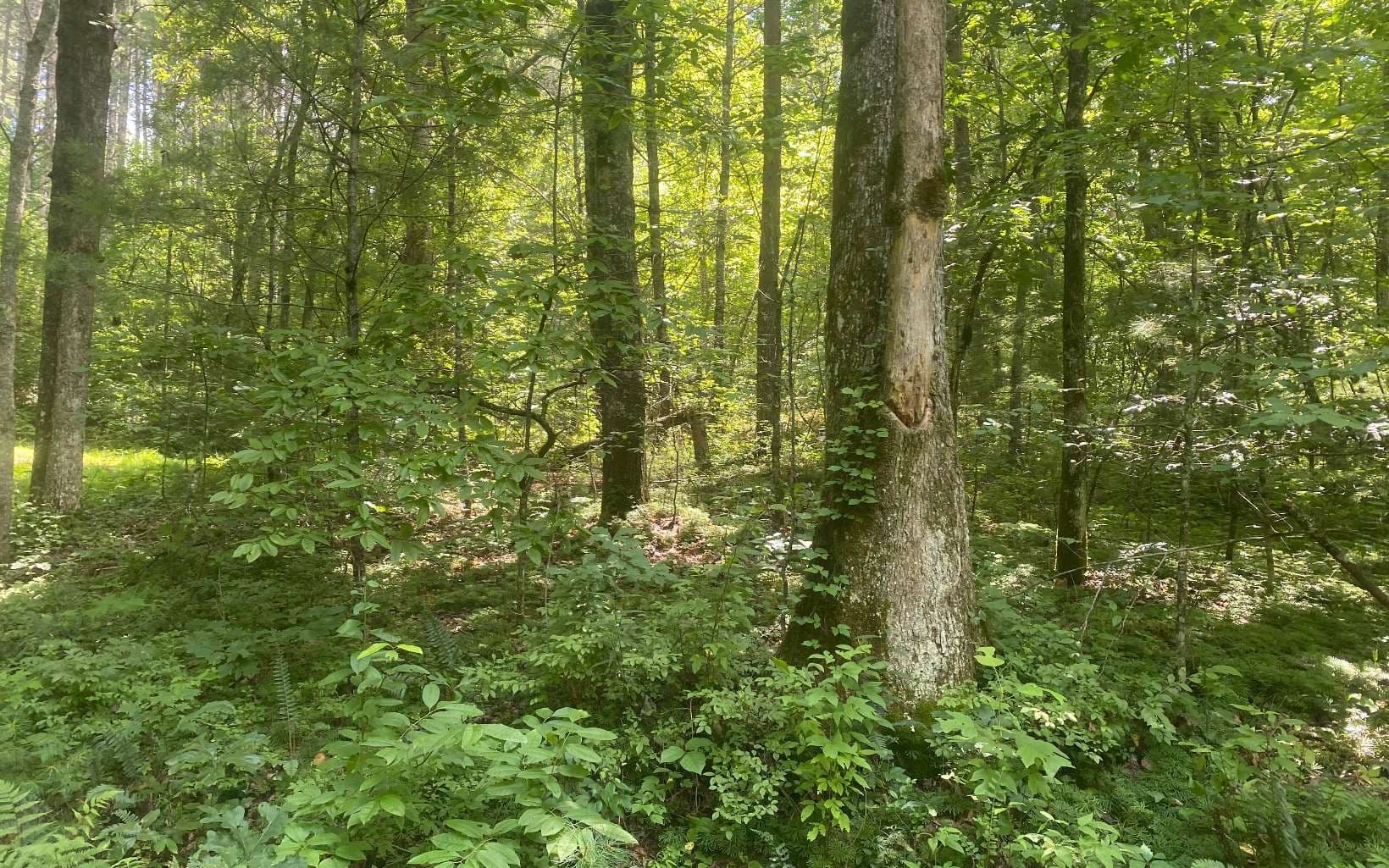 17.98 Ac Murphy Hwy, Mineral Bluff GA 30559 - Primary photo