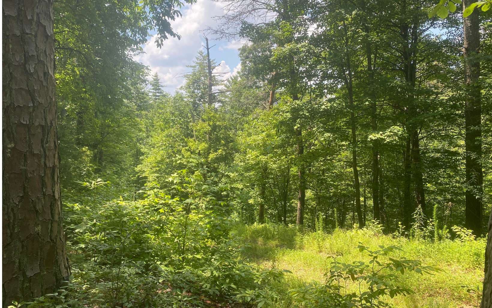 17.98 Ac Murphy Hwy, Mineral Bluff GA 30559 - Photo