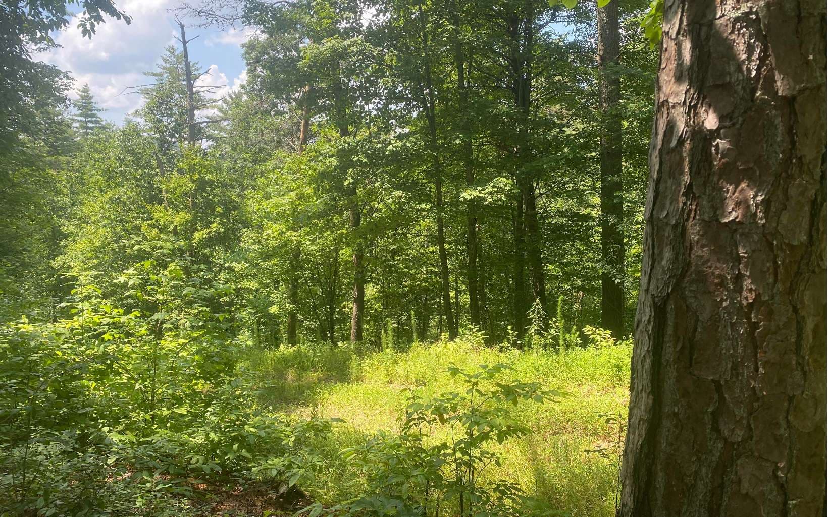17.98 Ac Murphy Hwy, Mineral Bluff GA 30559 - Photo