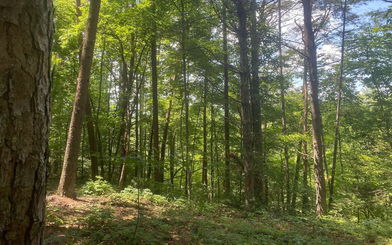 17.98 Ac Murphy Hwy, Mineral Bluff GA 30559 - Photo