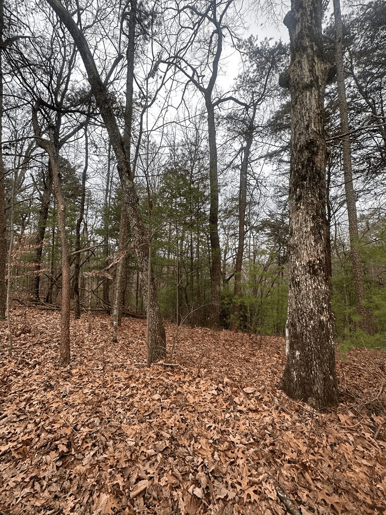 0 Sheila Drive, Ellijay GA 30540 - Photo