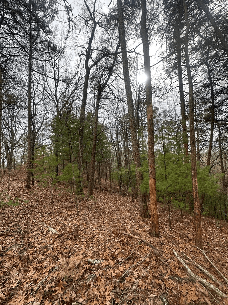 0 Sheila Drive, Ellijay GA 30540 - Photo