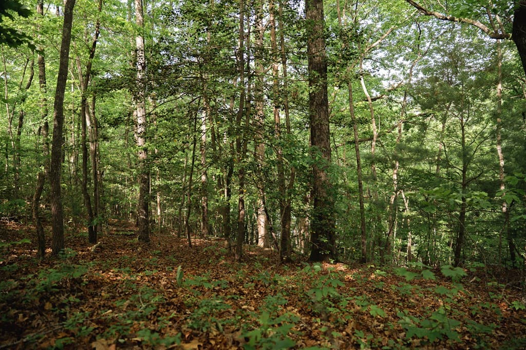 Tract 1 Century Lane, Blue Ridge GA 30513 - Photo