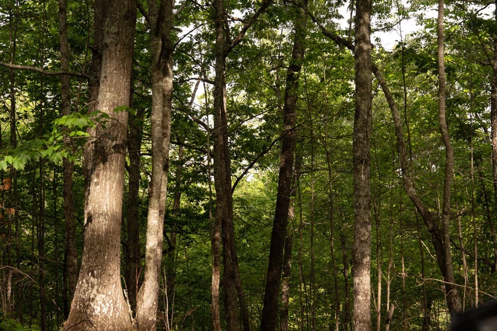 Tract 2 Century Lane, Blue Ridge GA 30513 - Photo
