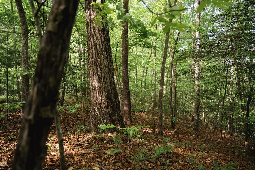 Tract 2 Century Lane, Blue Ridge GA 30513 - Photo