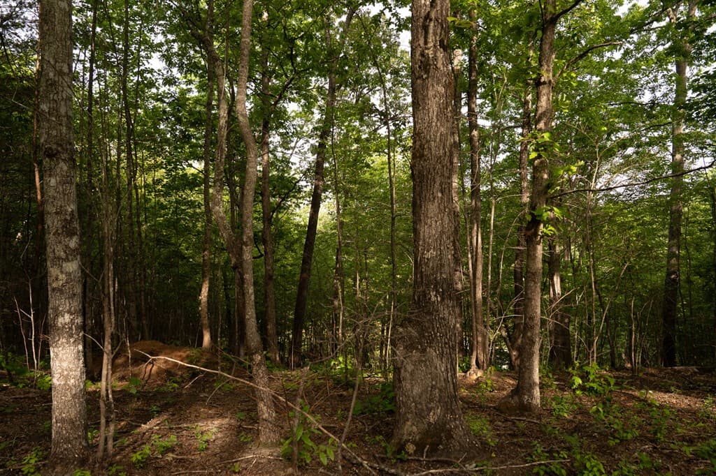Tract 2 Century Lane, Blue Ridge GA 30513 - Photo
