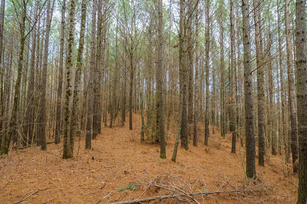 12 ACRE Pleasant Gap Road, Ellijay GA 30540 - Photo