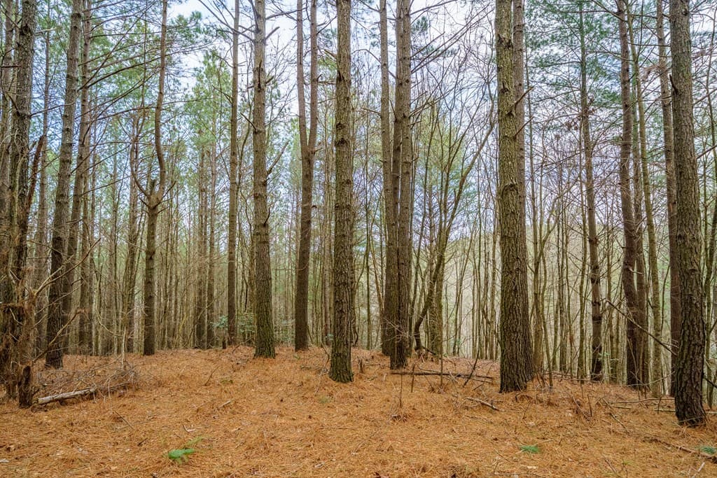 12 ACRE Pleasant Gap Road, Ellijay GA 30540 - Photo