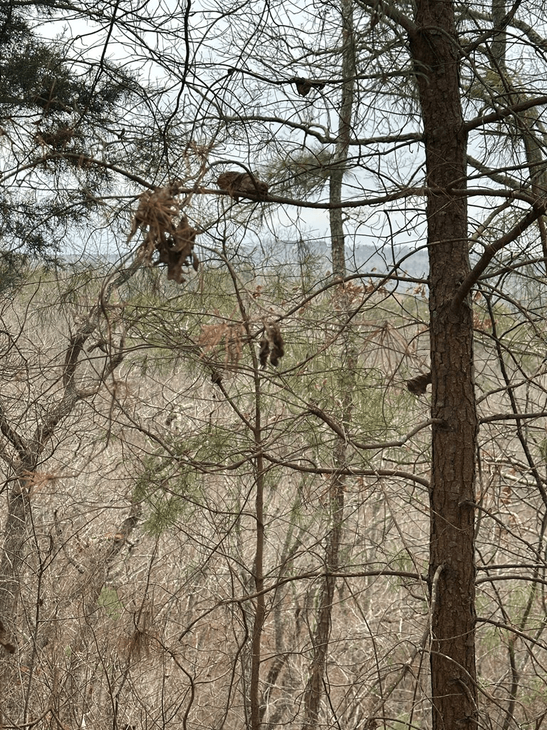 306 Oberlin Court, Ranger GA 30734 - Photo