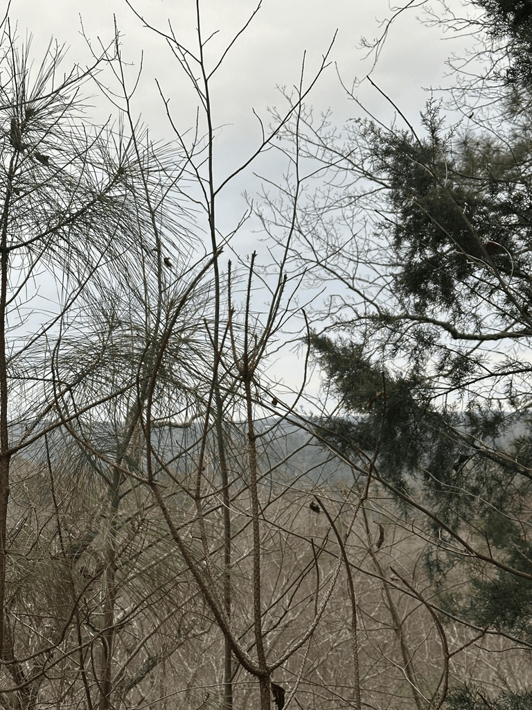 306 Oberlin Court, Ranger GA 30734 - Photo