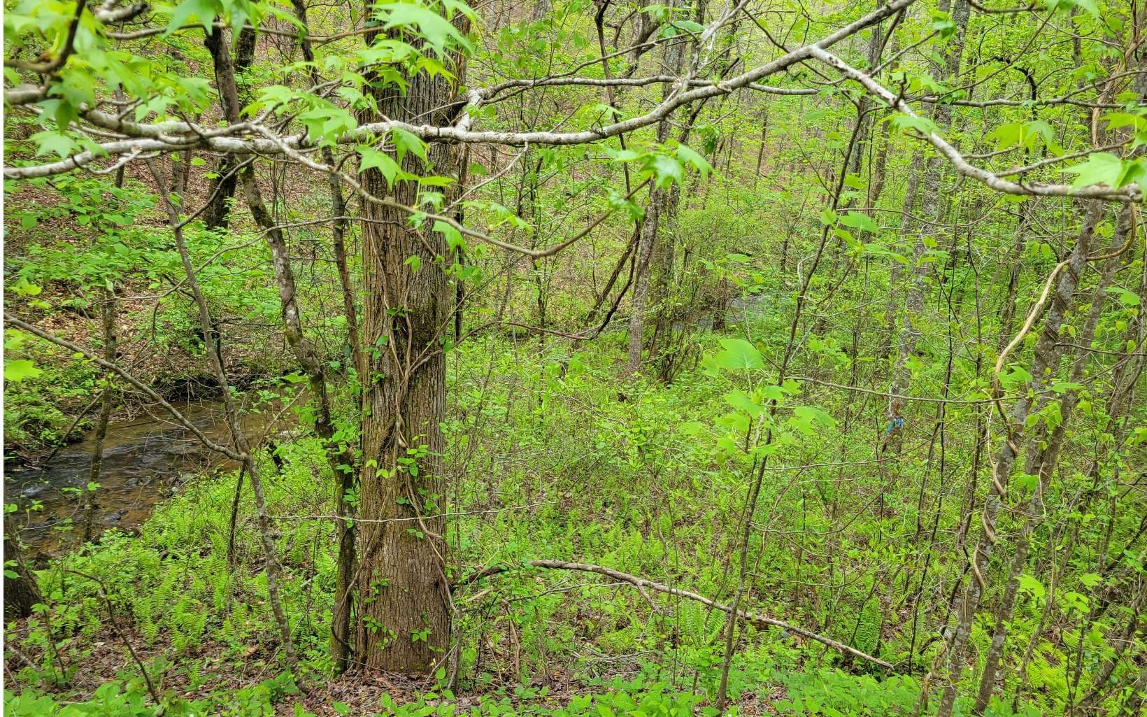 LOT27 Oak Ridge Way, Ellijay GA 30536 - Photo