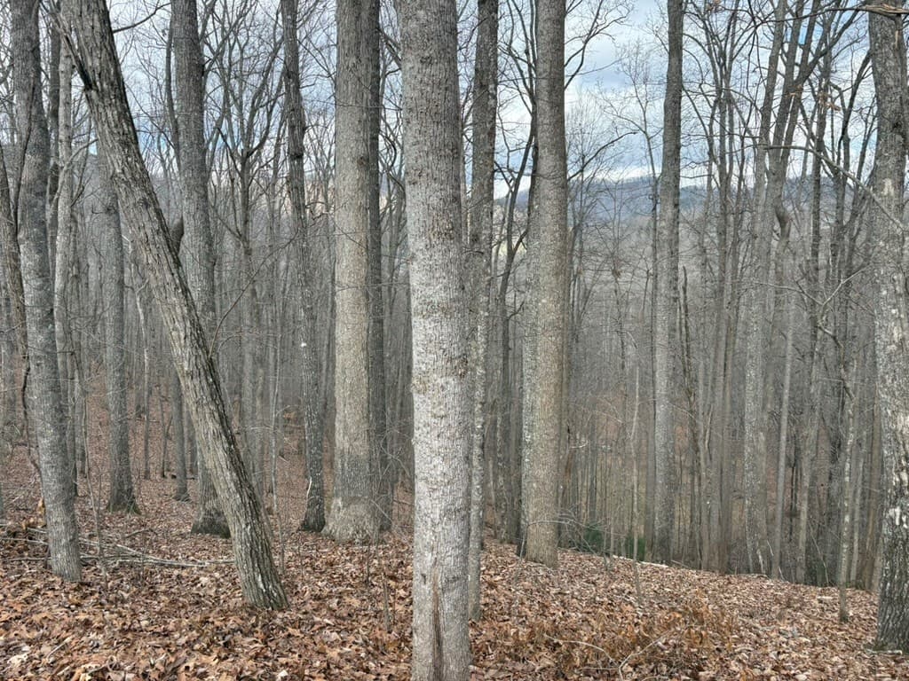 TRACT 3 Doc Thomas Ridge Road, Blairsville GA 30512 - Photo