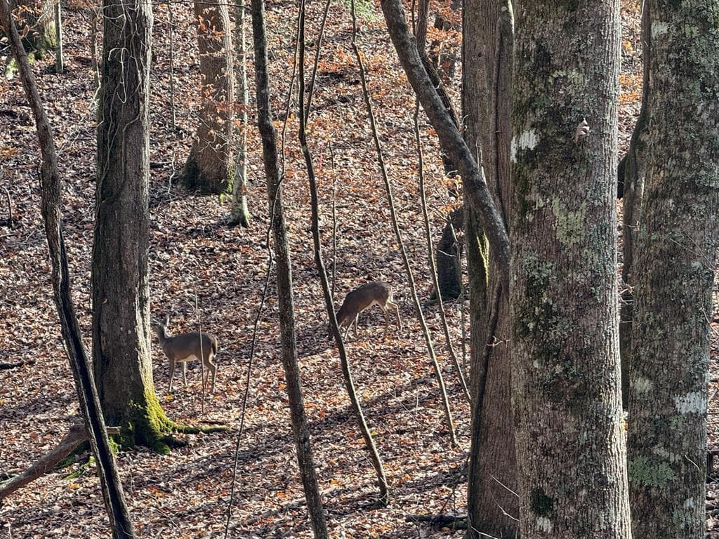 Lot 2750 Nimrod Court, Ellijay GA 30540 - Photo