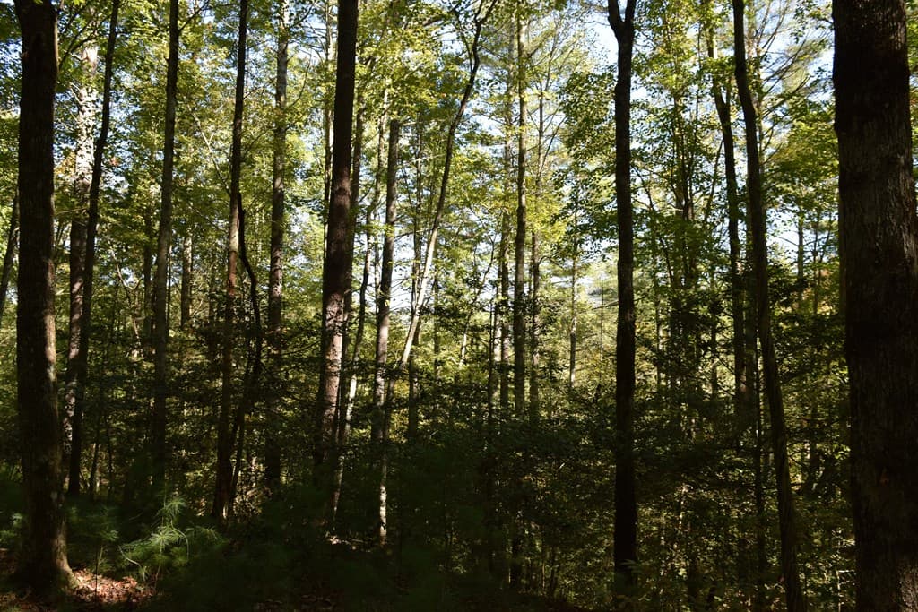 32.98 Ac Zion Hill Road, Ellijay GA 30540 - Photo