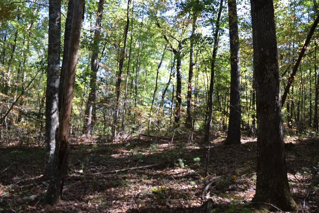 32.98 Ac Zion Hill Road, Ellijay GA 30540 - Photo