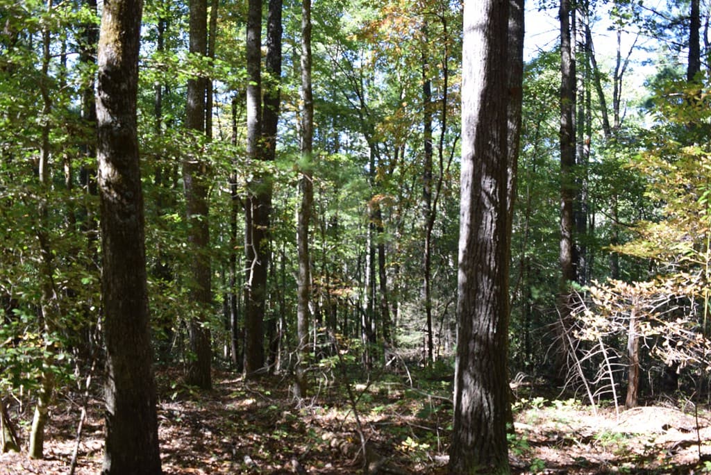 32.98 Ac Zion Hill Road, Ellijay GA 30540 - Photo